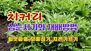 치커리 심는시기와 재배방법//밭 만들기/씨앗파종/ 모종심기//치콘 기르는 방법/ 웃거름 주는시기//