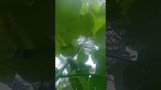 فن عراقي