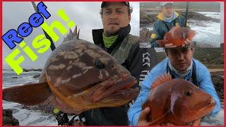 REEF HOPPING! FISHING for RED ROMAN! SNEAKY SECRET BAIT Demonstration! 1st Post LOCKDOWN MISSION!