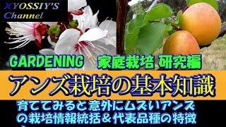 【XYOSSIYのライフチャンネル】アンズ（杏）家庭栽培の基礎知識（新潟大実、信州大実、信月、山形3号、おひさまコット、ニコニコット）