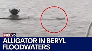 Alligator spotted in Beryl flood waters