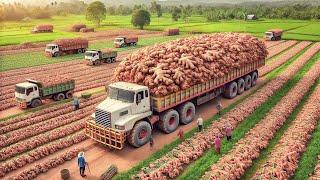 American Farmers' Tradition of Harvesting Ginger - Ginger processing factory | Farming Documentary