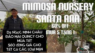 Dạ Minh Châu Đã Có Mặt Tại Mimosa Nursery Santa Ana $60 Đồng Giá Cho Tất Cả Các Loại Mận tt852