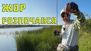 Де шукати окуня навесні? А СУДАКА? Як знайти їх там. Вся риба в очереті!