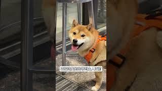 狗狗多久會忘記主人呢？ #柴犬 #柴柴 #寵物 #萌寵 #狗狗 #萌宠 #狗 #動物 #shorts #reels