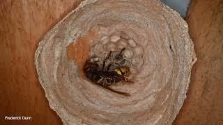 European Hornet attending larvae, Largest Hornet in the United States, new nest construction.