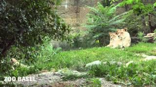 Dreifacher Löwennachwuchs im Zoo Basel