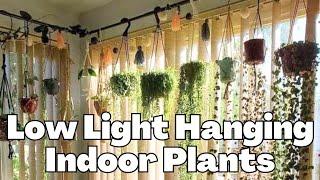 Low Light Hanging Indoor Plants that thrive in artificial lights in dark rooms