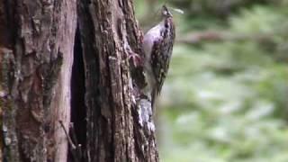 TRÄDKRYPARE Eurasian Treecreeper (Certhia familiaris)  Klipp - 94