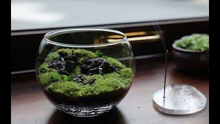 비오톱 광치기 이끼 테라리움 만들기 | Make a Biotope  Moss Terrarium