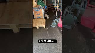 건강에 해가 1도 없는 치명적 귀여움#강아지 #애완견 #반려견 #똥개 #시고르브자브종