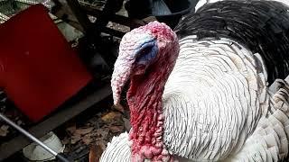 turkeygarden spring 23
