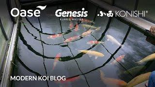 Modern Koi Blog #5456 - Schweiz Spezial Michaels 35.000 Liter Koiteich im Glashaus