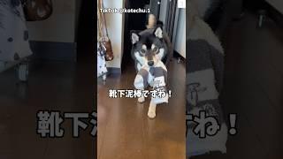 飼い主爆笑靴下泥棒の柴犬が面白い　#柴犬　#犬　#いぬ #黒柴　#犬のいる暮らし