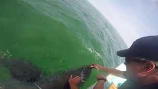 Juvenile white shark rescue effort off Chatham, MA - July 13, 2015