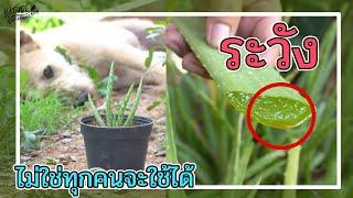 Warning aloe vera plant is useful, but be careful before using it.| sony a6400 video test