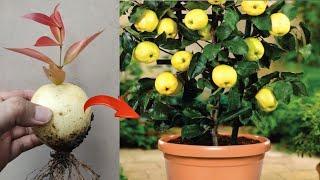 Best Skills how to grow Pears tree from pear fruit in pot 100% success