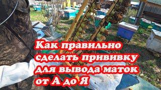 ДЕЛАЮ ОЧЕРЕДНУЮ ПРИВИВКУ ДЛЯ ВЫВОДА МАТОК, ВСЁ ПОДРОБНО от А до Я
