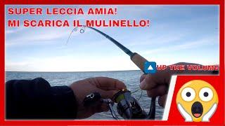 MOSTRO IN CANNA- leccia amia a spinning SCARICA IL MULINELLO