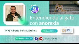 Entendiendo al gato con anorexia - MVZ Alberto Peña Martínez