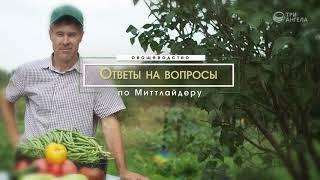 Выращивание огурцов | Технология изобилия