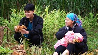 Harvesting ginger with the small family, Bring to market to sell, Forest life