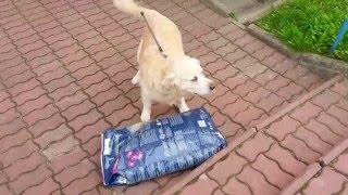 Kosmo carries his dog food... 15 kg