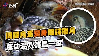 間諜鳥蛋孵化 鳥媽媽會發現有間諜嗎？｜動物秘密一籮筐