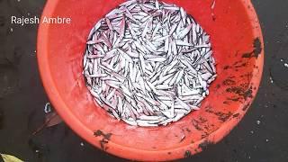 How To Catch Sardines Fish I How to trap to Catch Sardine Fish I कांटा मासे पकडणे I