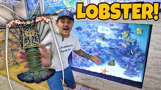 Buying RARE LOBSTER for My REEF POND!!