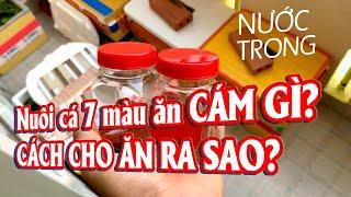 Thức Ăn Cho Cá Bảy Màu - Cách Cho Ăn Cám Nước Trong Hồ | TuGuppy #6