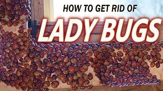 LADY BUG INFESTATION PROBLEM? DO THIS