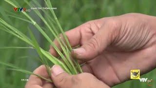 CANH TÁC THÔNG MINH: QUẢN LÍ CHỒI HỮU HIỆU TRONG CANH TÁC LÚA_SỨC SỐNG TRẺ SẢN XUẤT