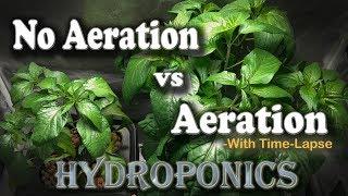 Aeration vs No Aeration - Hydroponic Peppers w/Time Lapse (Brinno) “Semi-DWC vs Kratky”