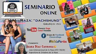 DACHSHUND | TECKELS | SEMINARIOS ONLINE | FEAT. JUANA DIAZ CARMONA | #CHEVEREDOGS