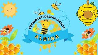 Curiozitati despre insecte pentru copii - Albina