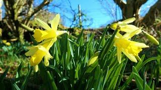 Farndale, North York Moors - 19 March 2023