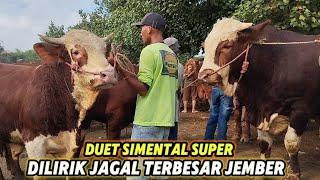 SAPI SUPER TURUN GUNUNG LANGSUNG DINEGO JAGAL TERBESARTernyata Dijual Karena Ada Sesuatu