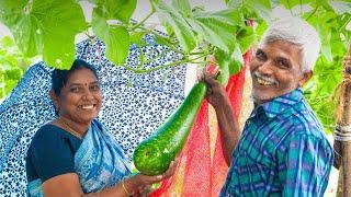 கொட்டுற மழையில சொரைக்காய் அறுவடை செஞ்சு சமைக்கப்போறோம்| Harvesting Fresh Bottle Gourd in Our Garden