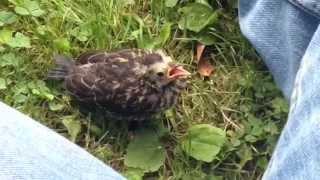 Red-Winged Rescue Attempt - a short documentary