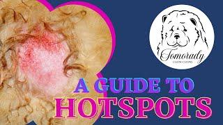 A Guide to treating Hotspots on Chow Chows