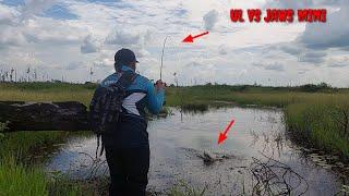 LURE JAWS MINI MRA RIAU DI SAMBAR IKAN GABUS GANAS || TERGODA KERAPATAN UPLUKNYA || AUTO AMIS...