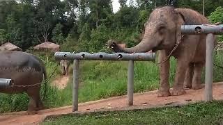 Chang Chill elephant sanctuary, elephants are eating in the rain.September 2023.