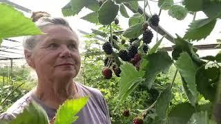 Ежевика в Сибири -мечта или реальность?