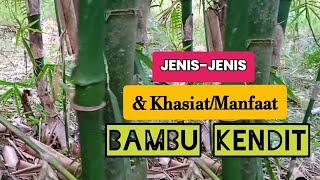 Jenis-Jenis dan Khasiat/Manfaat BAMBU UNIK(Bambu KENDIT)