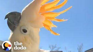 Cockatoo Follows His New Mom Everywhere | The Dodo