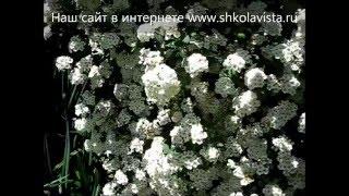 Спирея Вангутта