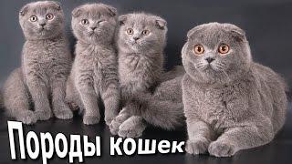 Кошки, Породы фото, Названия пород