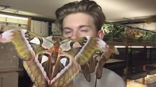 Giant moths from Philippines