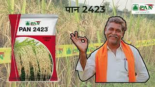 धान की no.1 विराइटी//Pan2423 DHAN//Pan paddy Seeds//Hybrid Rice:5 एकड़ ज़मीन में PAN धाम ही लगाता।